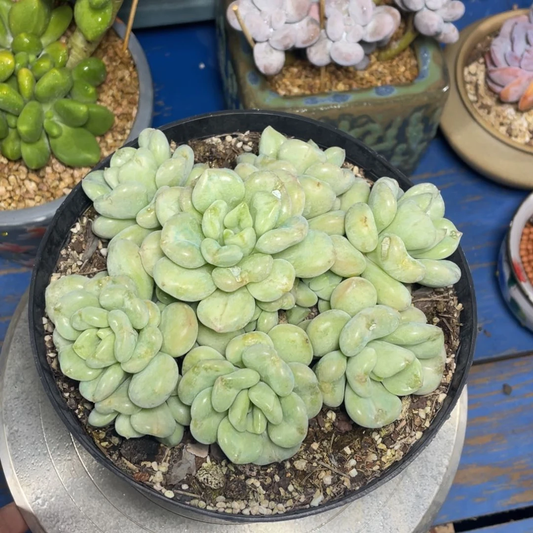 比尔盖茨多肉植物