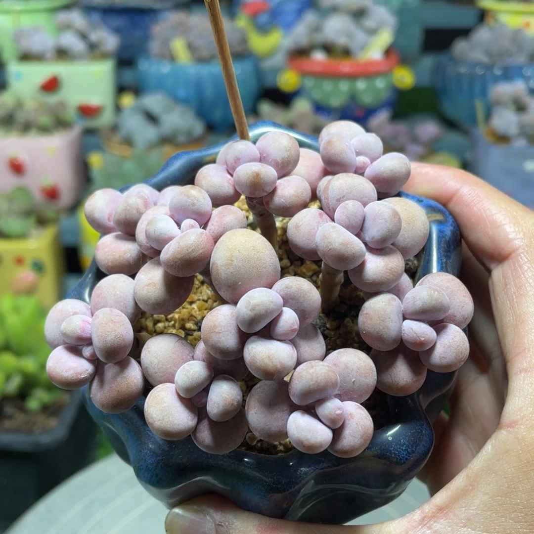 腰子桃蛋多肉植物