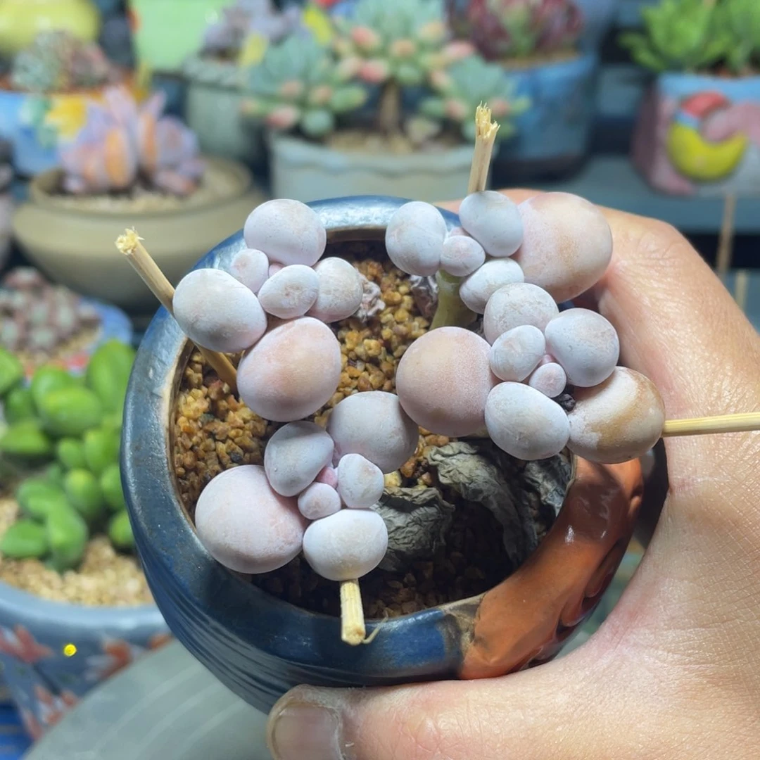 水光针奶酪多肉植物