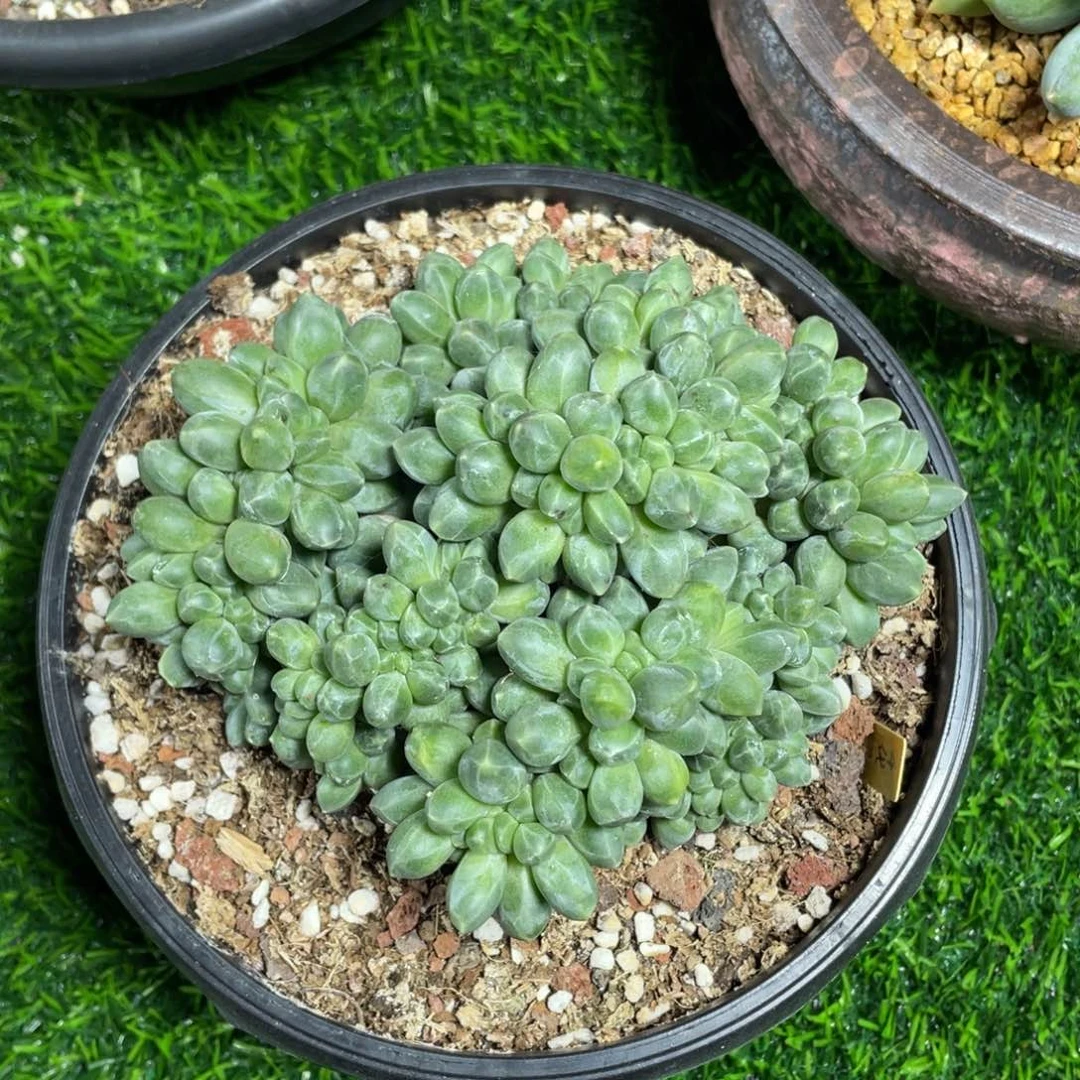 千代田之松缀化多肉植物