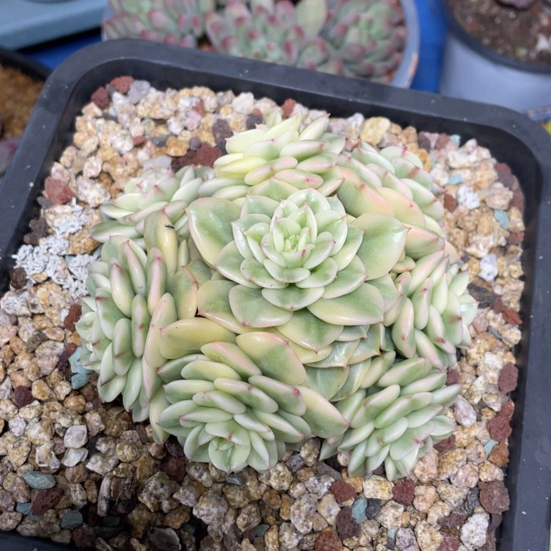 腊牡丹锦多肉植物