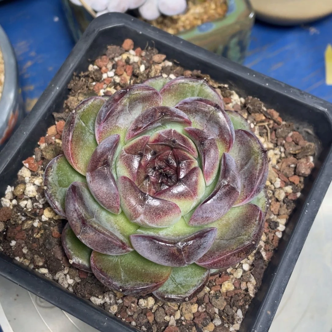 黑橙单头多肉植物