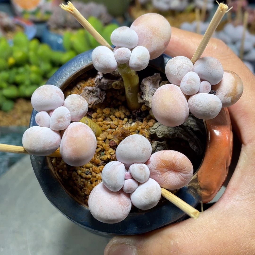 4头水光针多肉植物