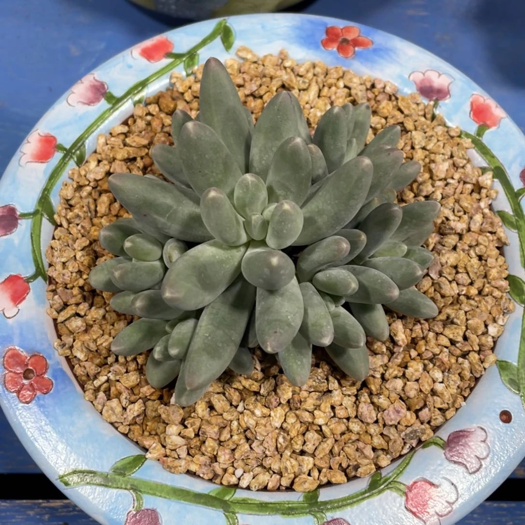 乌拉克拉杂交多肉植物