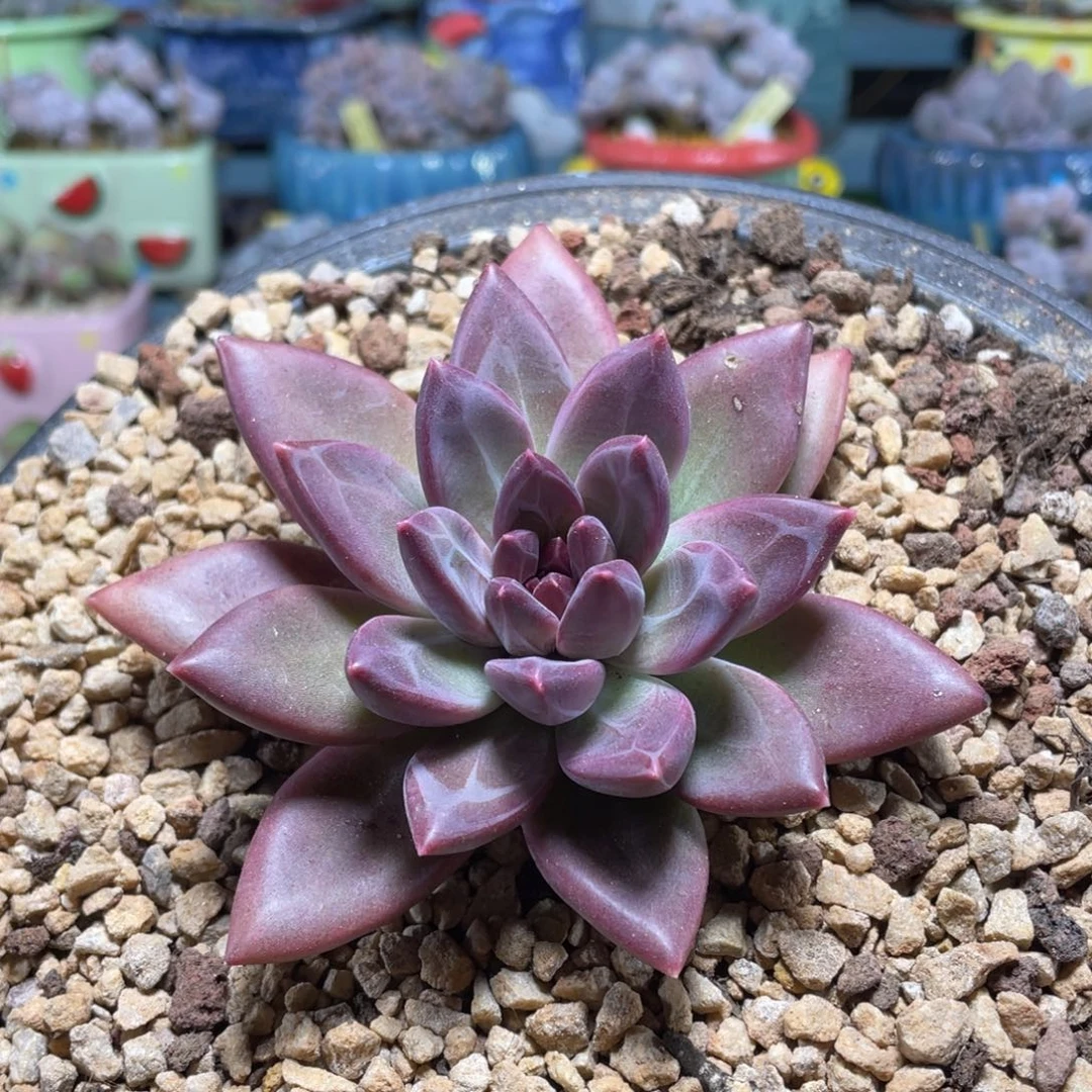 迷雾泡泡单头多肉植物