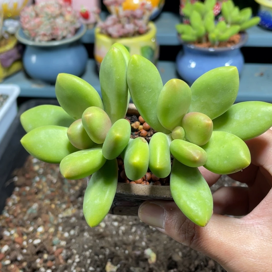 爱****喵正版芒果奶多肉植物