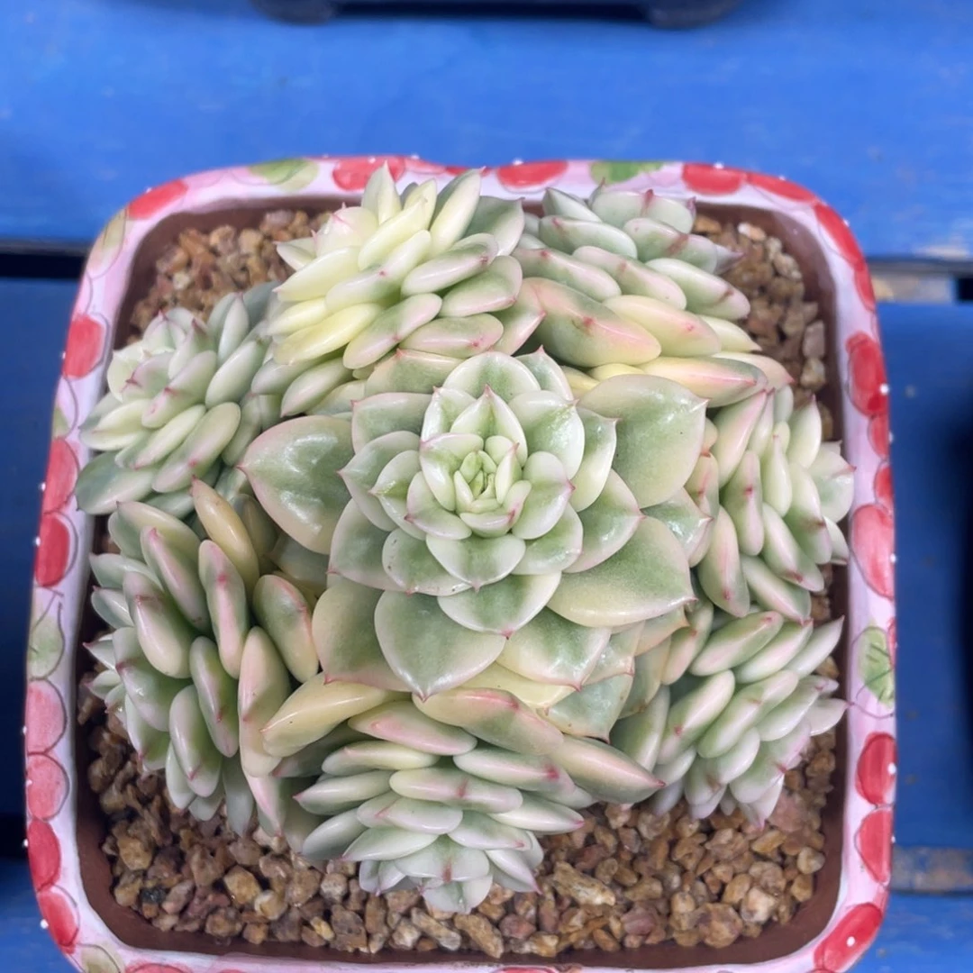 腊牡丹锦多肉植物