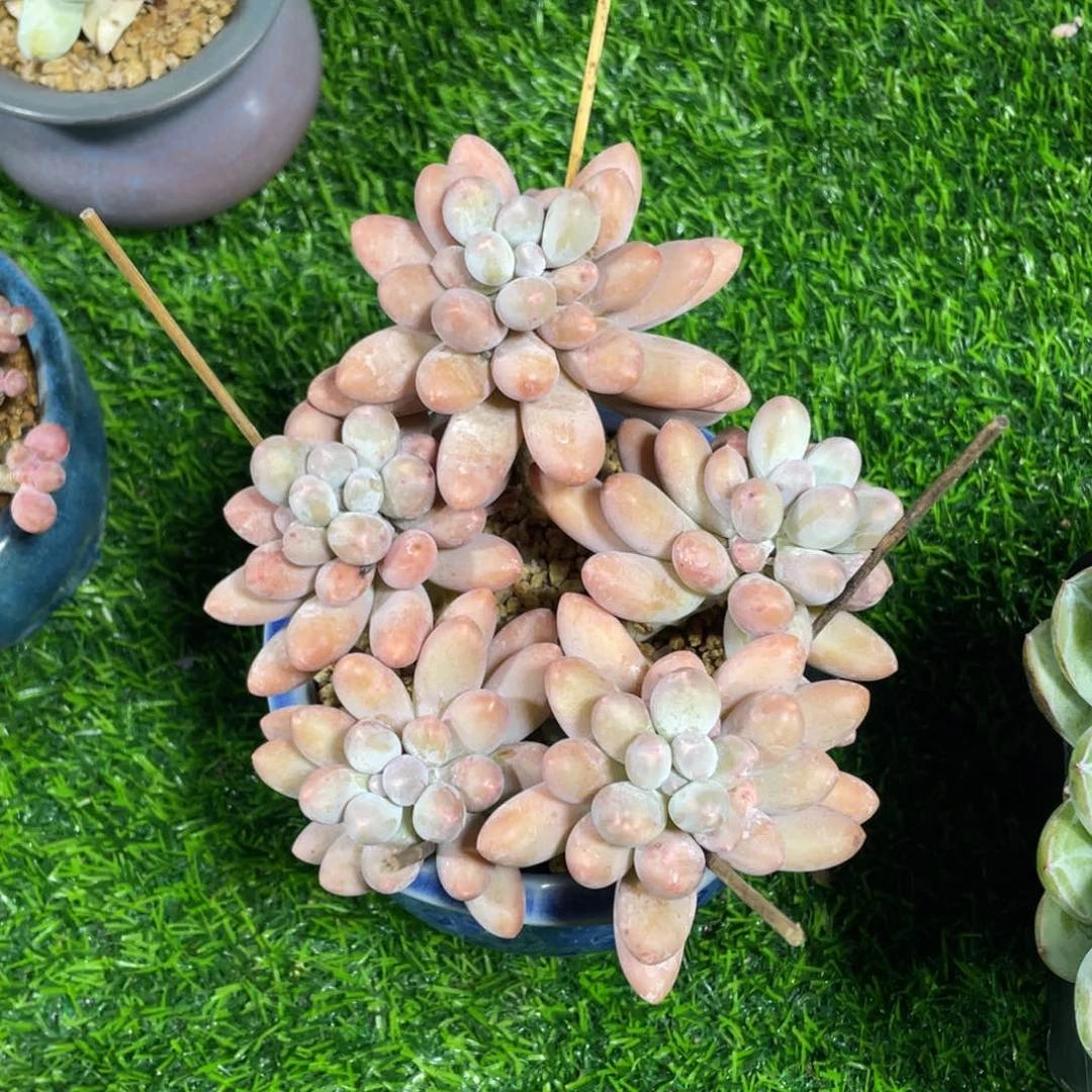 汤圆老桩多肉植物