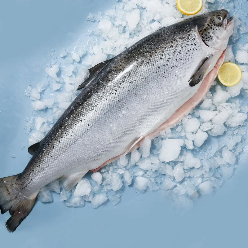 【冰鲜三文鱼】 澳洲整条三文鱼9~10斤 刺身专用 即食 年货送礼