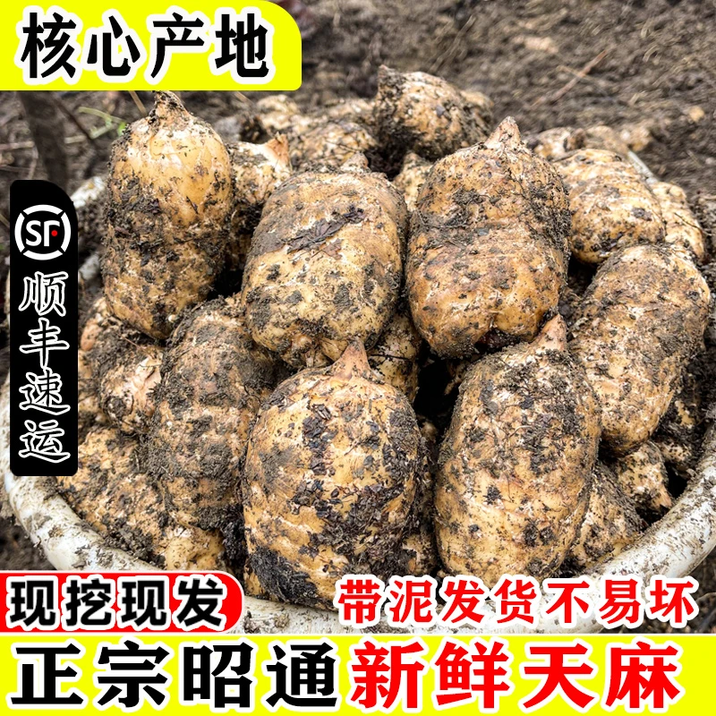 正宗云南昭通新鲜天麻正品原产地直销小草坝乌天麻仿野生天麻生长