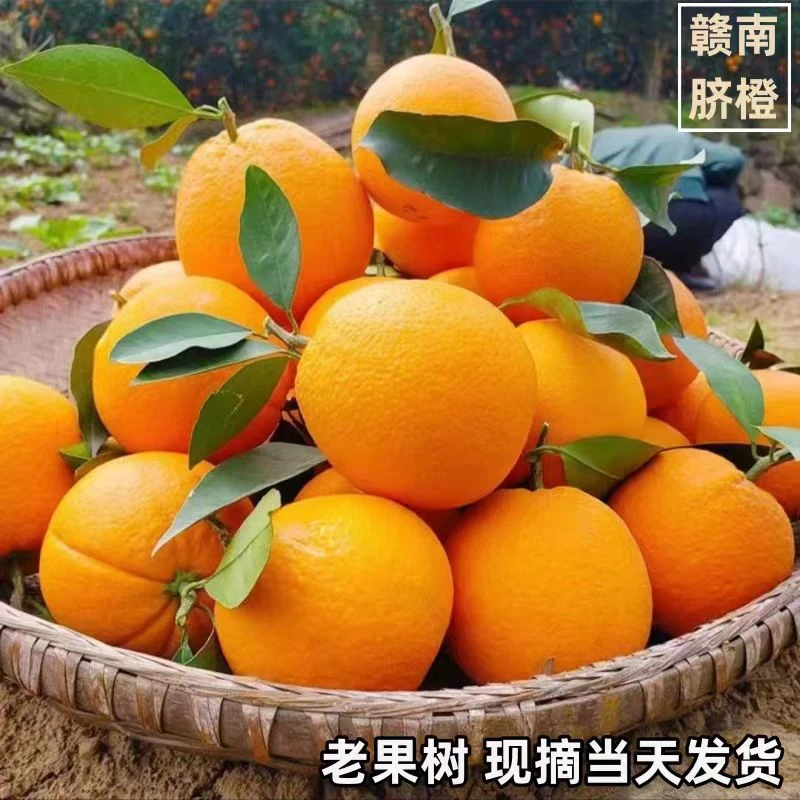 清品鲜正宗赣南脐橙当季新鲜现摘水果橙子产地直发