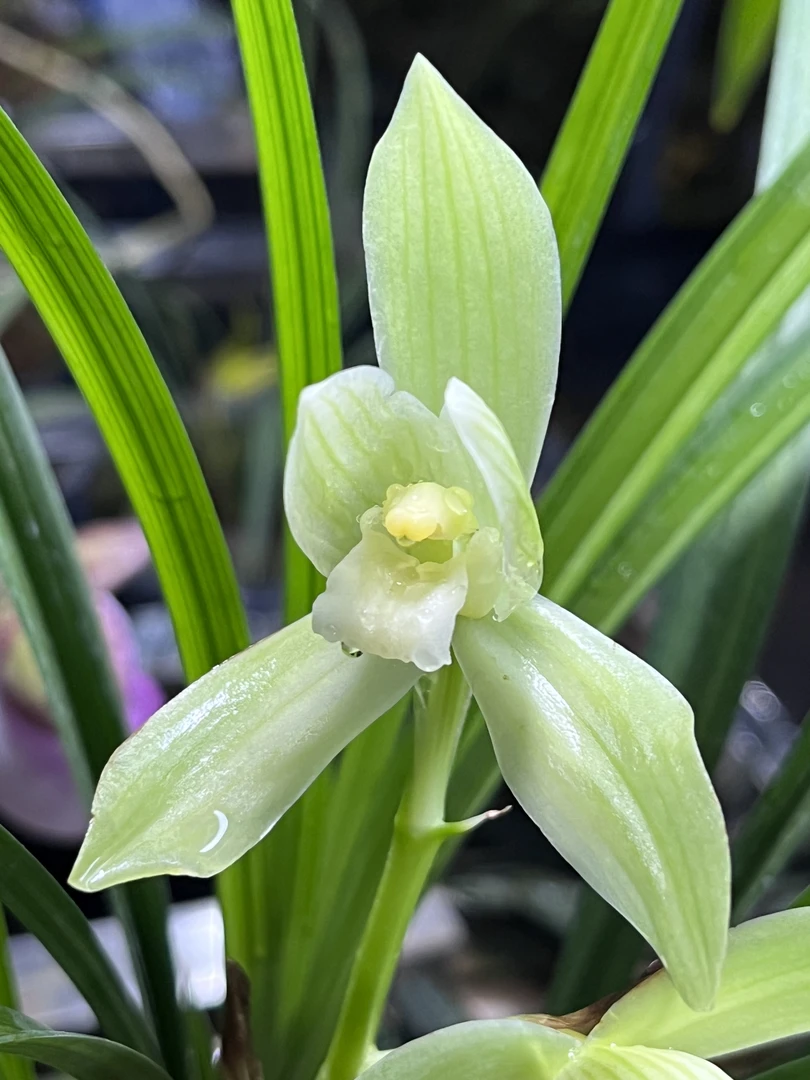 直播间兰花（一物一拍小黄车专用）