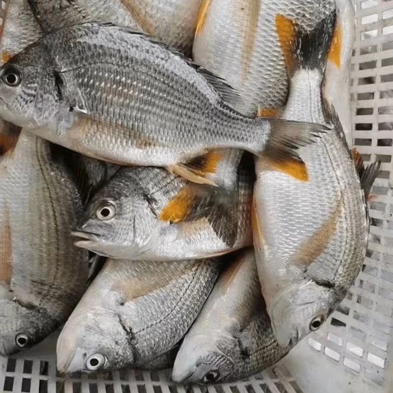 湛江野生新鲜黄脚立黄翅鱼 一斤3条 帮杀损耗15-20%