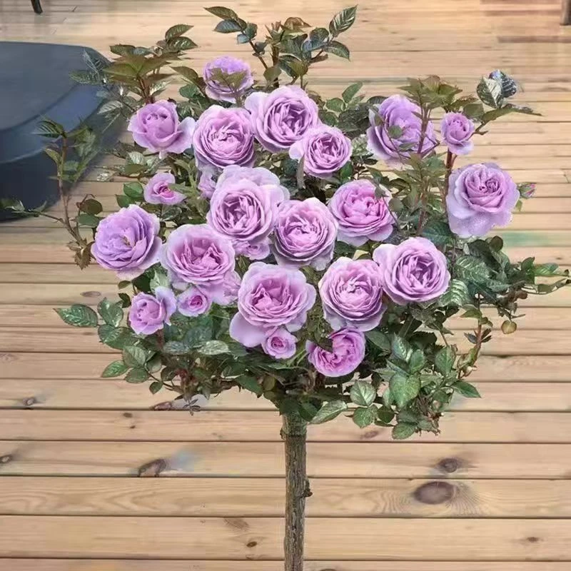 蓝色风暴 树桩月季 棒棒糖造型庭院造景好养四季开花【修剪发货】