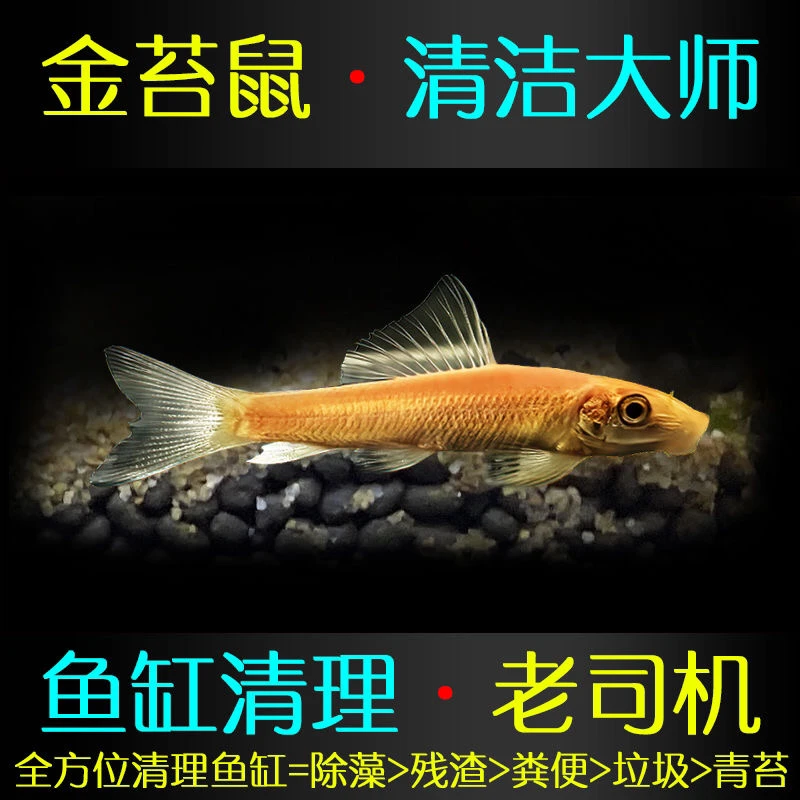 清道夫金苔鼠清理淡水鱼青苔鼠鱼吃鱼粪青苔类垃圾小鱼观赏鱼活体