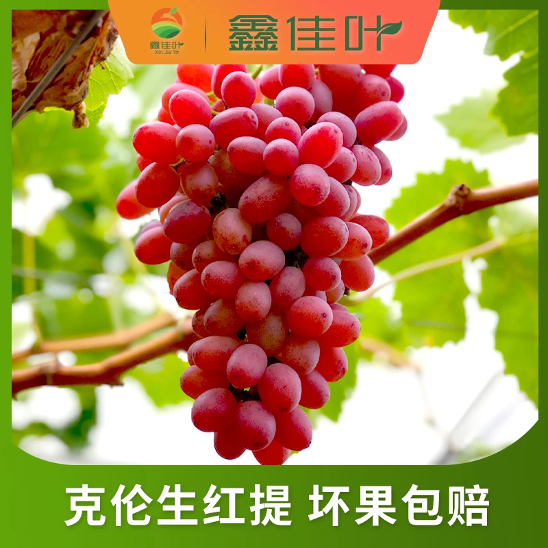 鑫佳叶 西昌克伦生无籽红提新鲜采摘净重3/4.5斤装 2-5串