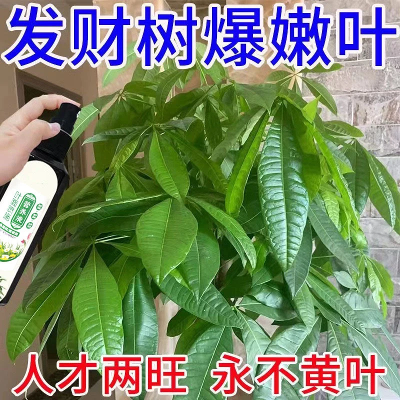 【绿叶宝】发财树专用营养液一喷绿防黄叶烂根壮苗根免稀释专用肥