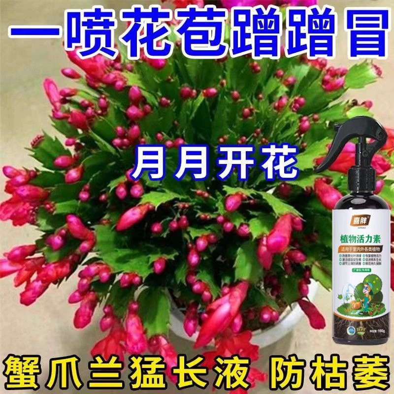 【花开不败】蟹爪兰专用营养液花多多拯救黄叶发软掉苞催花延花期
