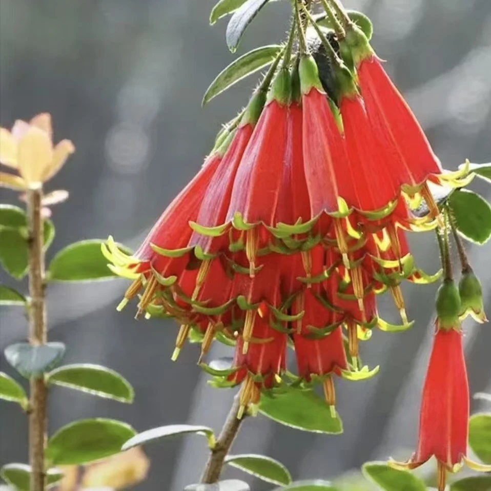 云南红花五翅莓，开花结果四季四季实物