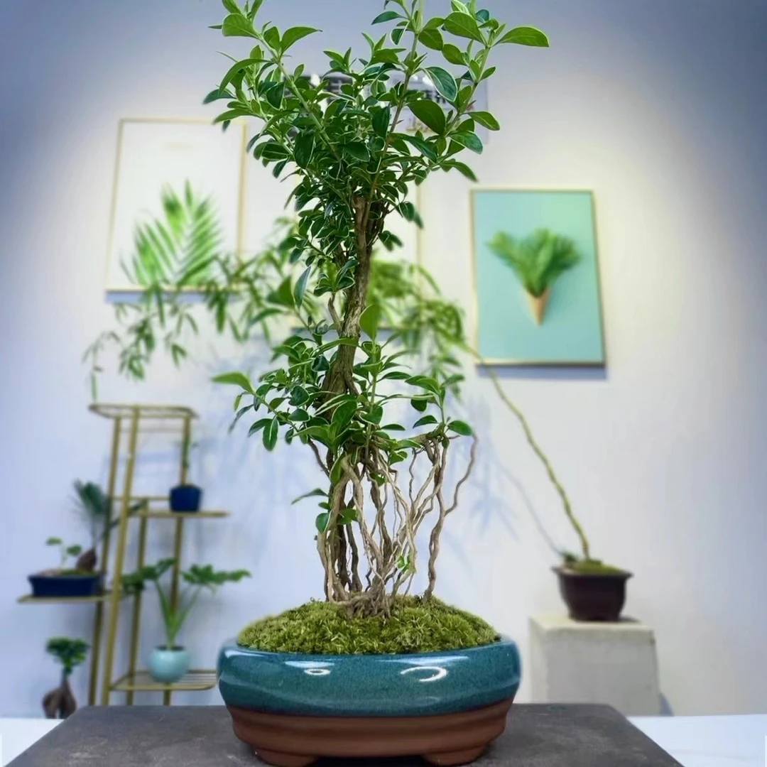 【优选】提根六月雪盆栽办公室内植物造型盆景四季常青好养小绿植