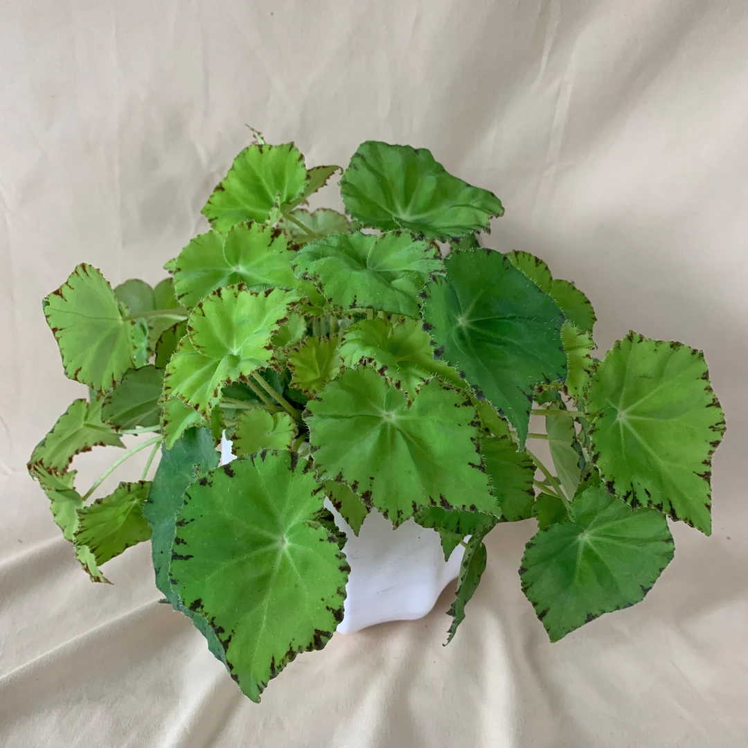 青柠秋海棠观赏植物叶片美观会开花室内养护好养易活网红植物