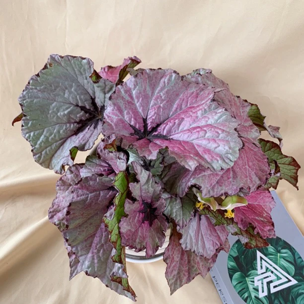 红拖鞋秋海棠观赏植物叶片美观会开花室内养护好养易活网红植物