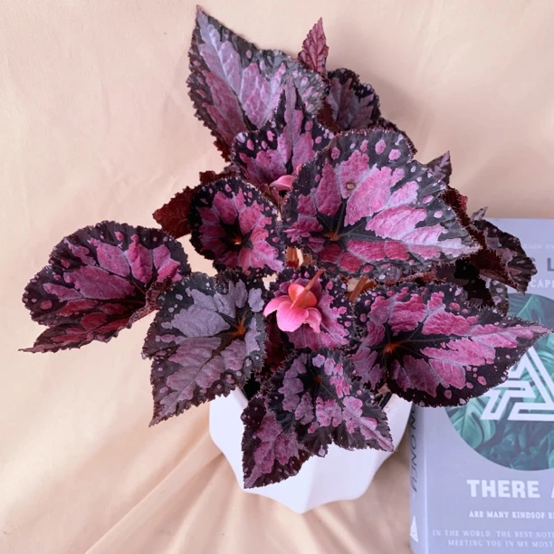 天外来客•观叶秋海棠观赏植物会开花室内养护好养易活网红植物