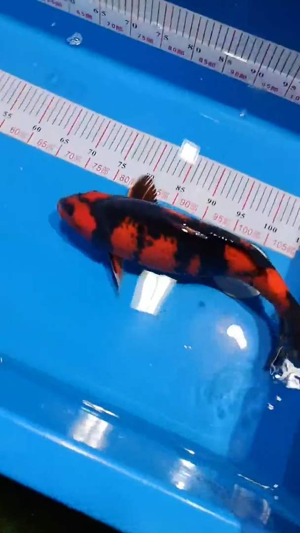 【闪购商品】锦鲤淡水不分公母0活体顺丰包邮包开箱活