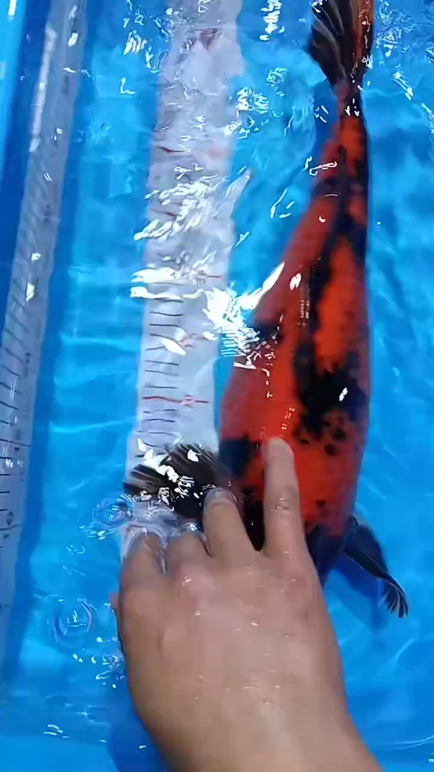 【闪购商品】锦鲤淡水不分公母0活体顺丰包邮包开箱活