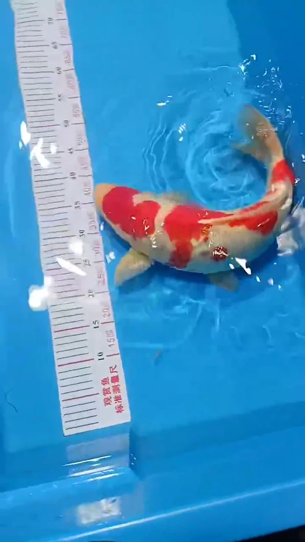 【闪购商品】锦鲤淡水不分公母0活体顺丰包邮包开箱活