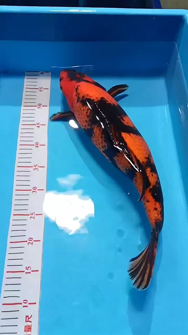 【闪购商品】锦鲤淡水不分公母0活体顺丰包邮包开箱活