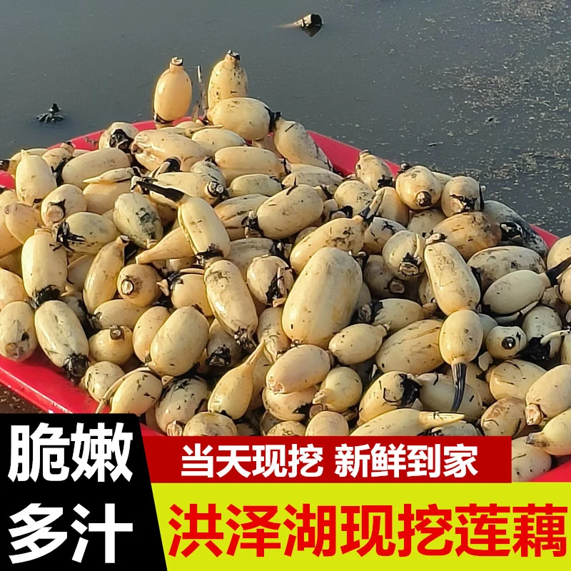 苏北新鲜脆藕应季嫩藕保鲜清炒凉拌生吃上市莲藕新鲜现挖脆嫩清甜