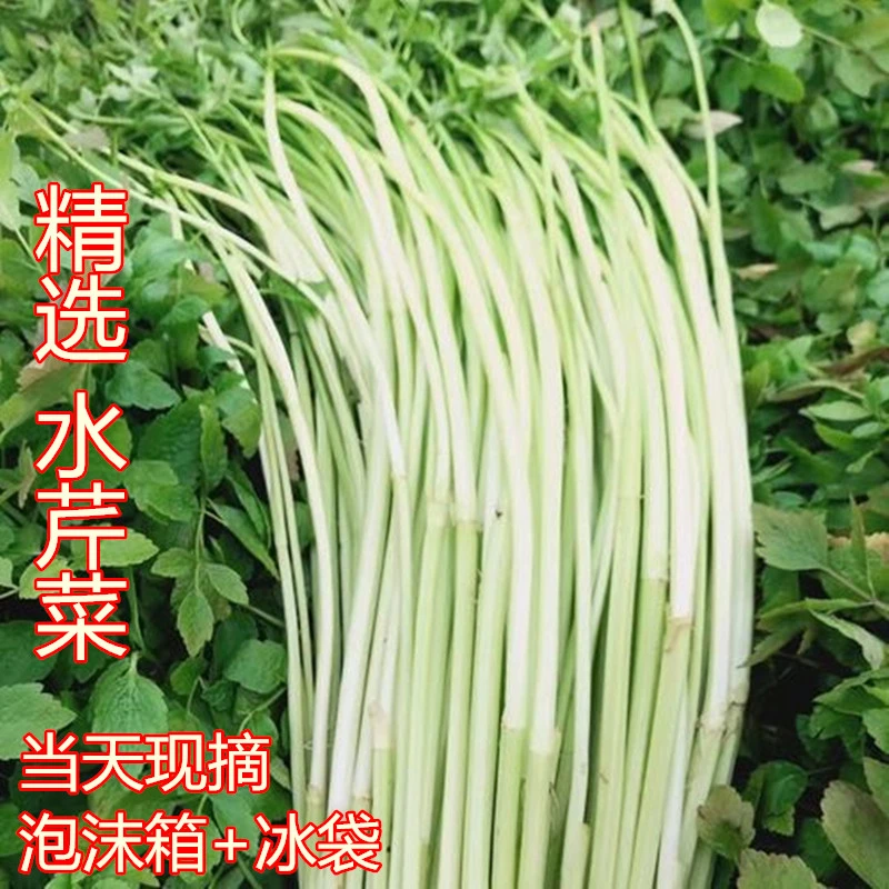 现摘新鲜水芹菜去叶净菜蔬菜水芹小叶水芹菜无节水芹农家自种