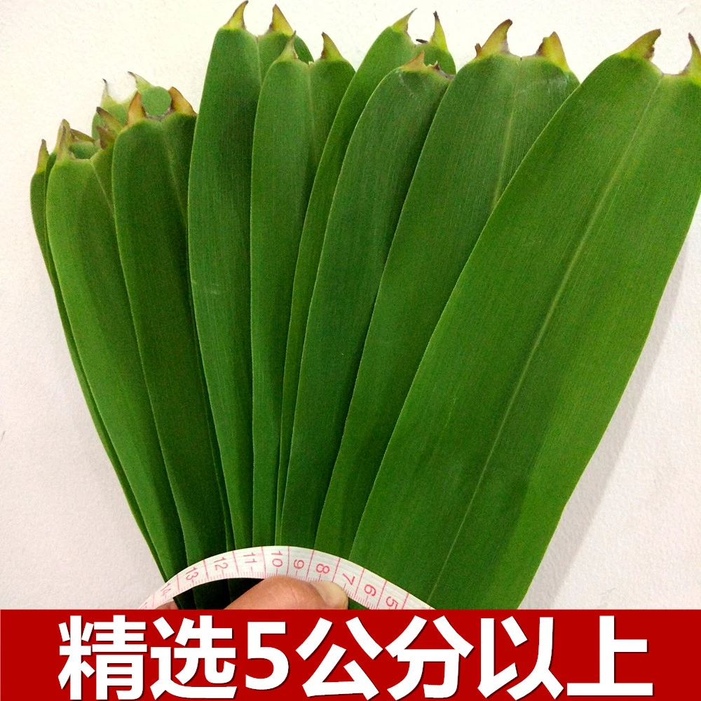 宠粉福利 新鲜粽叶芦苇叶精选大叶5公分包粽子芦苇叶端午柴叶