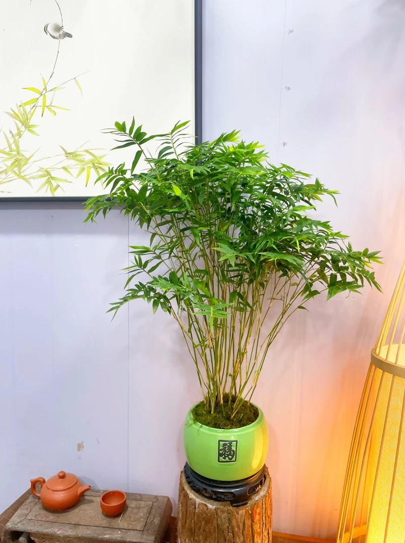 带盆栽好翡翠观音竹水培苔藓球植物室内盆栽微观盆景凤尾竹观音竹