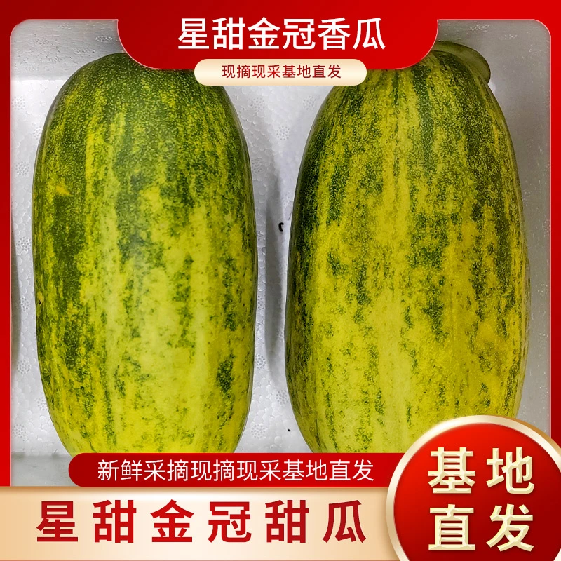 配送香瓜星甜金冠香瓜山东潍坊特产配送香瓜皮薄肉厚脆甜多汁新鲜