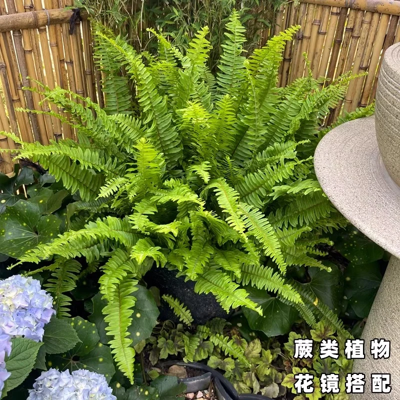 肾蕨盆栽蕨类植物波士顿室内鸟巢富贵彩虹蕨耐阴四季常青花镜植物