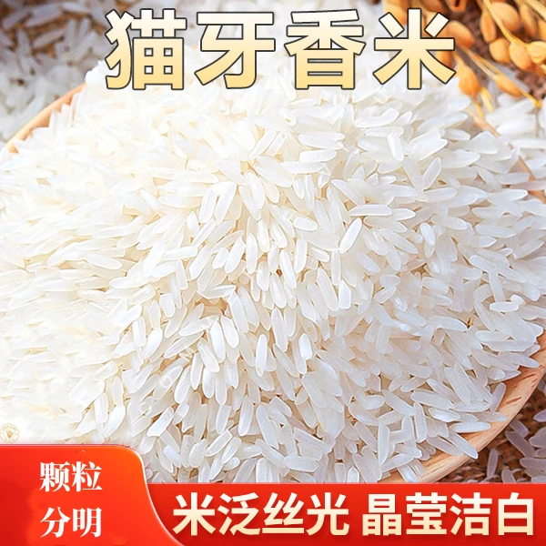 正宗猫牙米长粒香米煲仔饭用米象牙米主食香米蛋炒饭颗粒分明