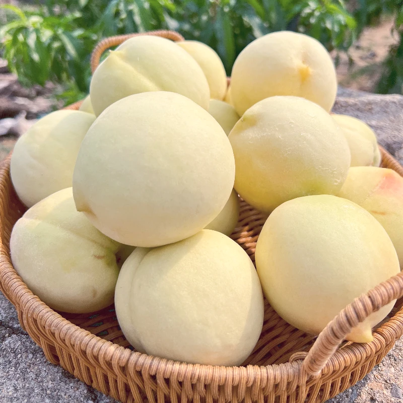 山东蒙阴奶油白桃香脆甜毛桃水蜜桃新鲜应季水果包邮爽口孕妇皮薄