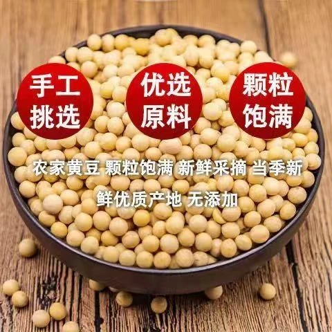 东北2023新黄豆打豆浆专用发豆芽颗粒饱满农家自种非转基因新鲜粗