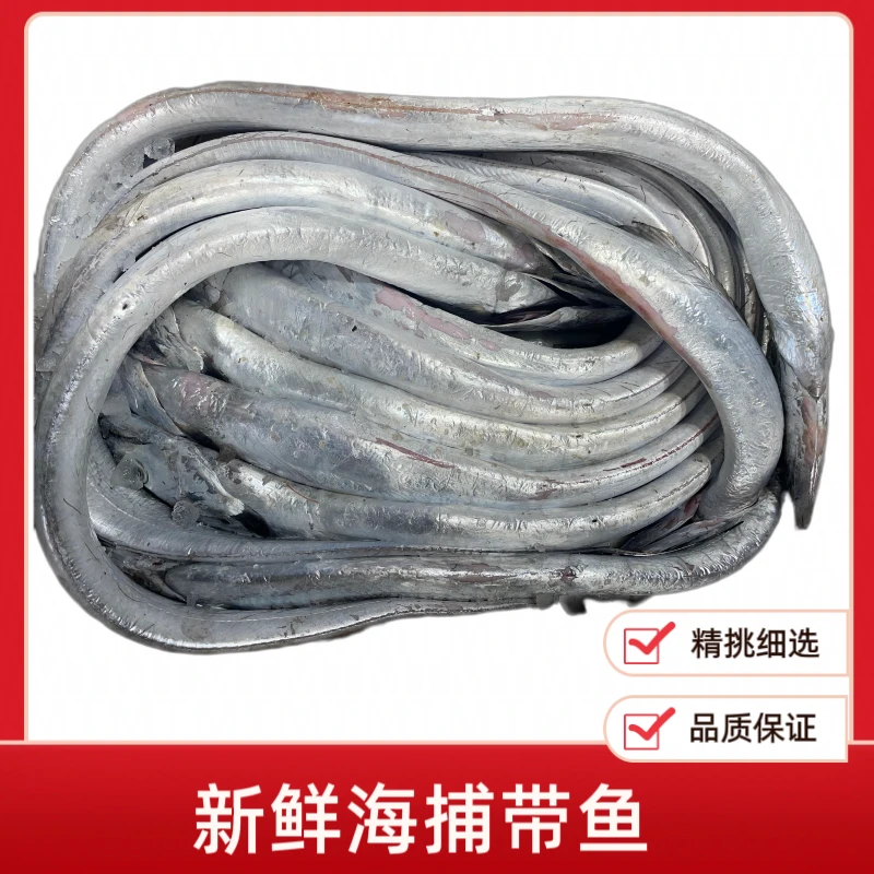 新鲜野生带鱼 小眼油带鱼 规格现选 油炸红烧鲜美 连云港发货