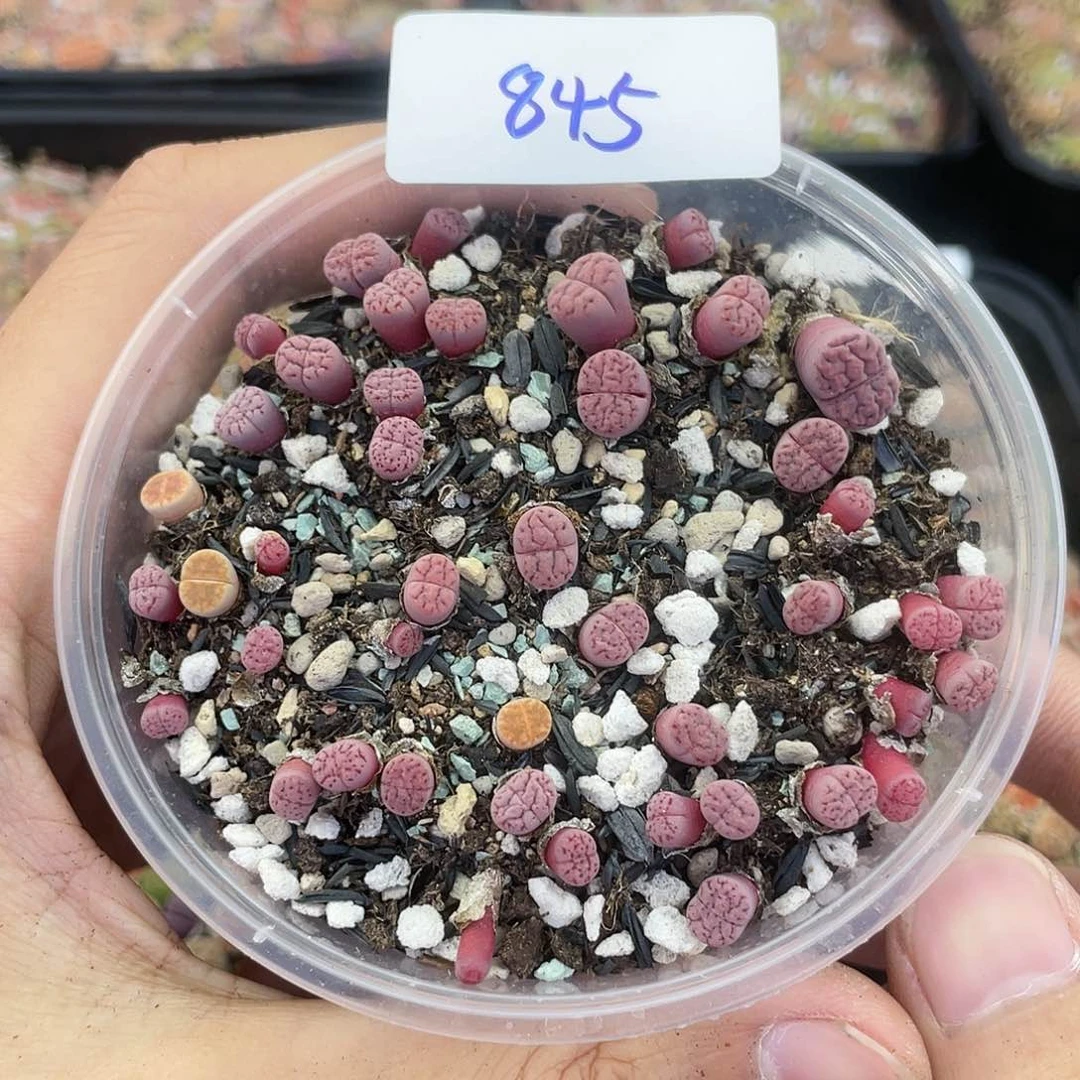 红陶20CM（含）-50CM（不含）845