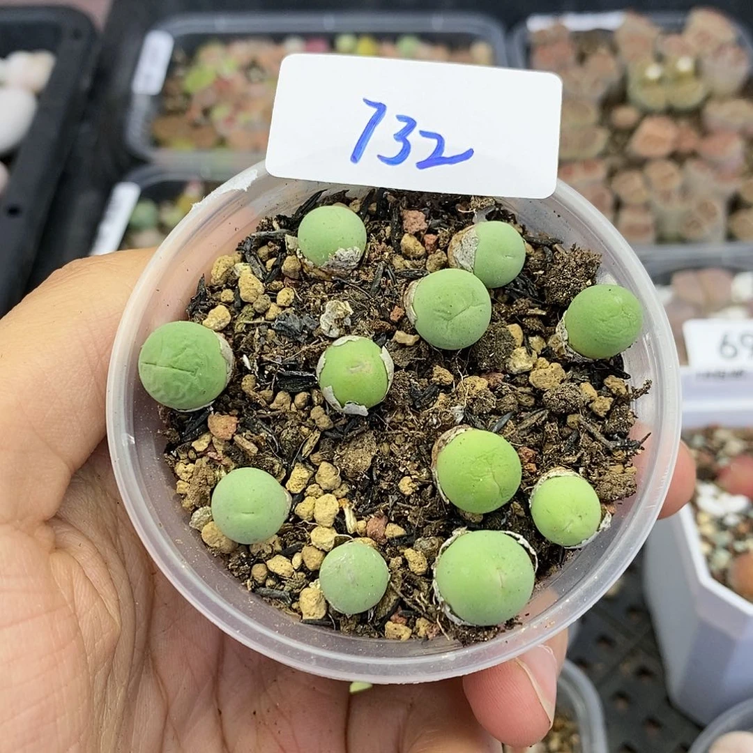 红陶20CM（含）-50CM（不含）732