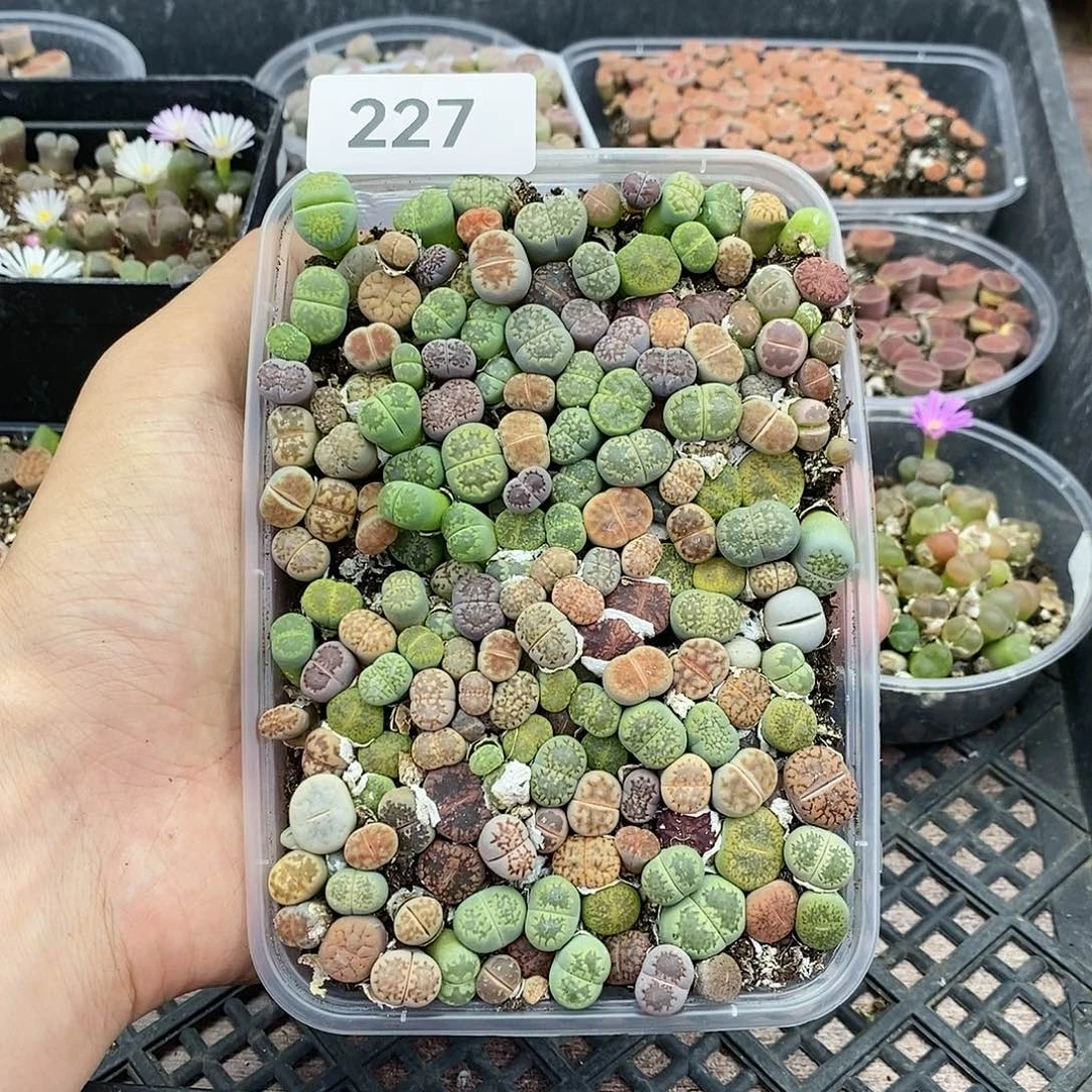 红陶20CM（含）-50CM（不含）227