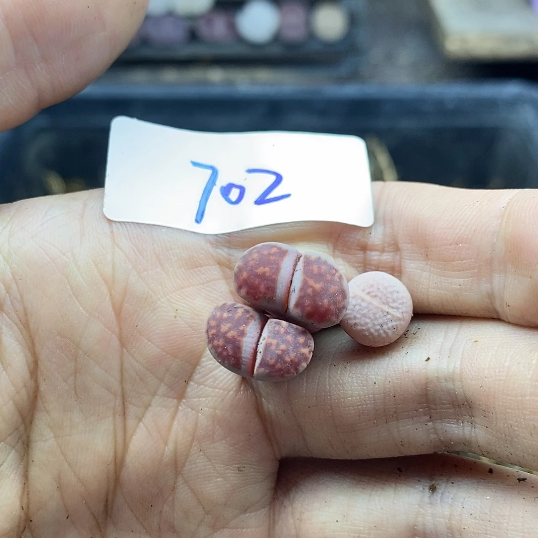 红陶20CM（含）-50CM（不含）?702