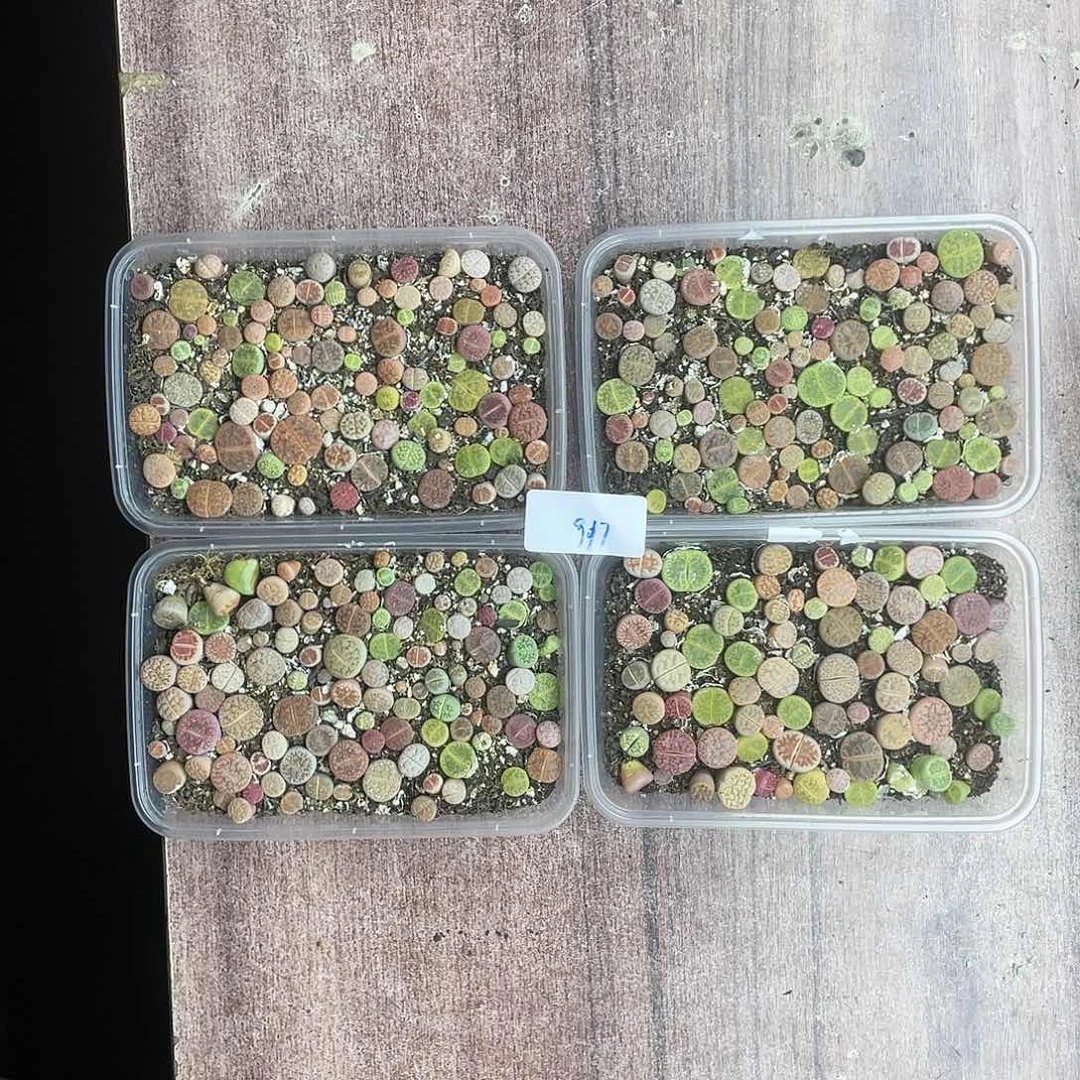 红陶雅****计917cccccccccc