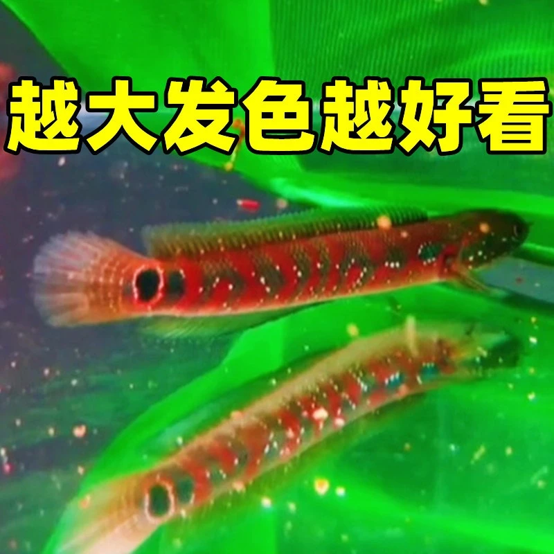 活体鱼淡水养殖家用养殖活体鱼