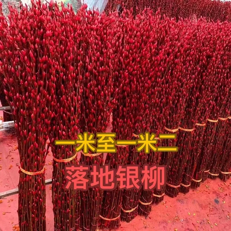 1米至1.2米银柳真花鲜枝客厅干花摆件红色花卉植物室内染色