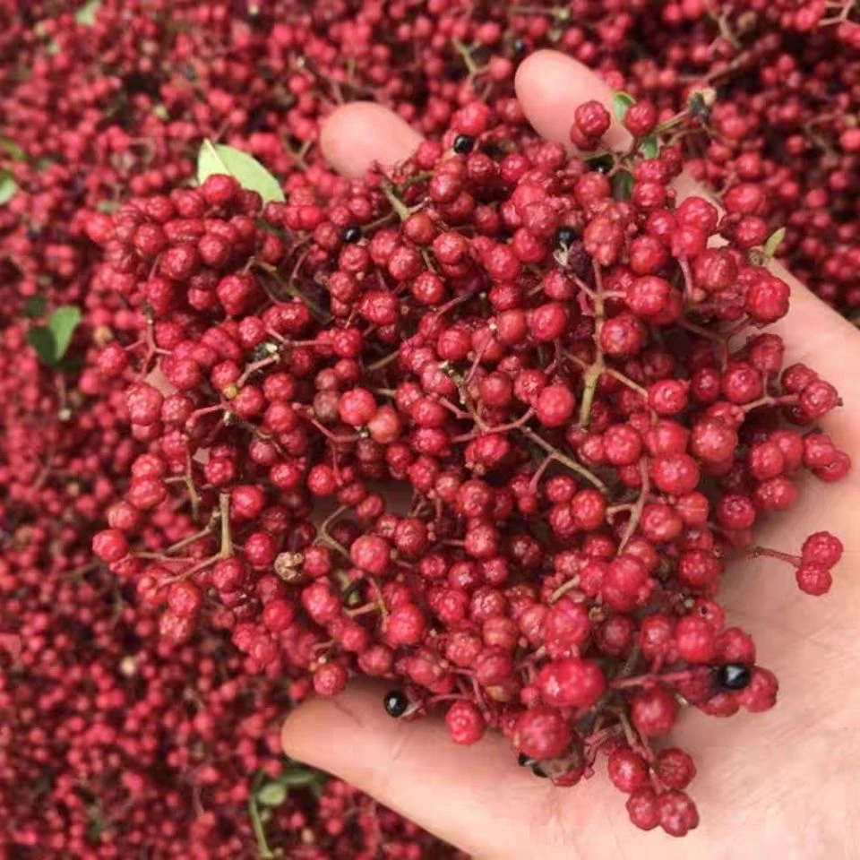 正宗陕西大红袍鲜花椒现摘现发红花椒制作花椒油半斤新鲜麻辣
