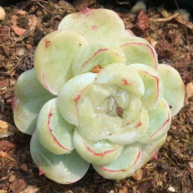 满18元包邮发货（偏远除外）精品胖虎珍妮多肉植物（以直播间为准）